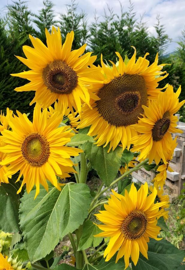 I Girasoli Санцено Экстерьер фото