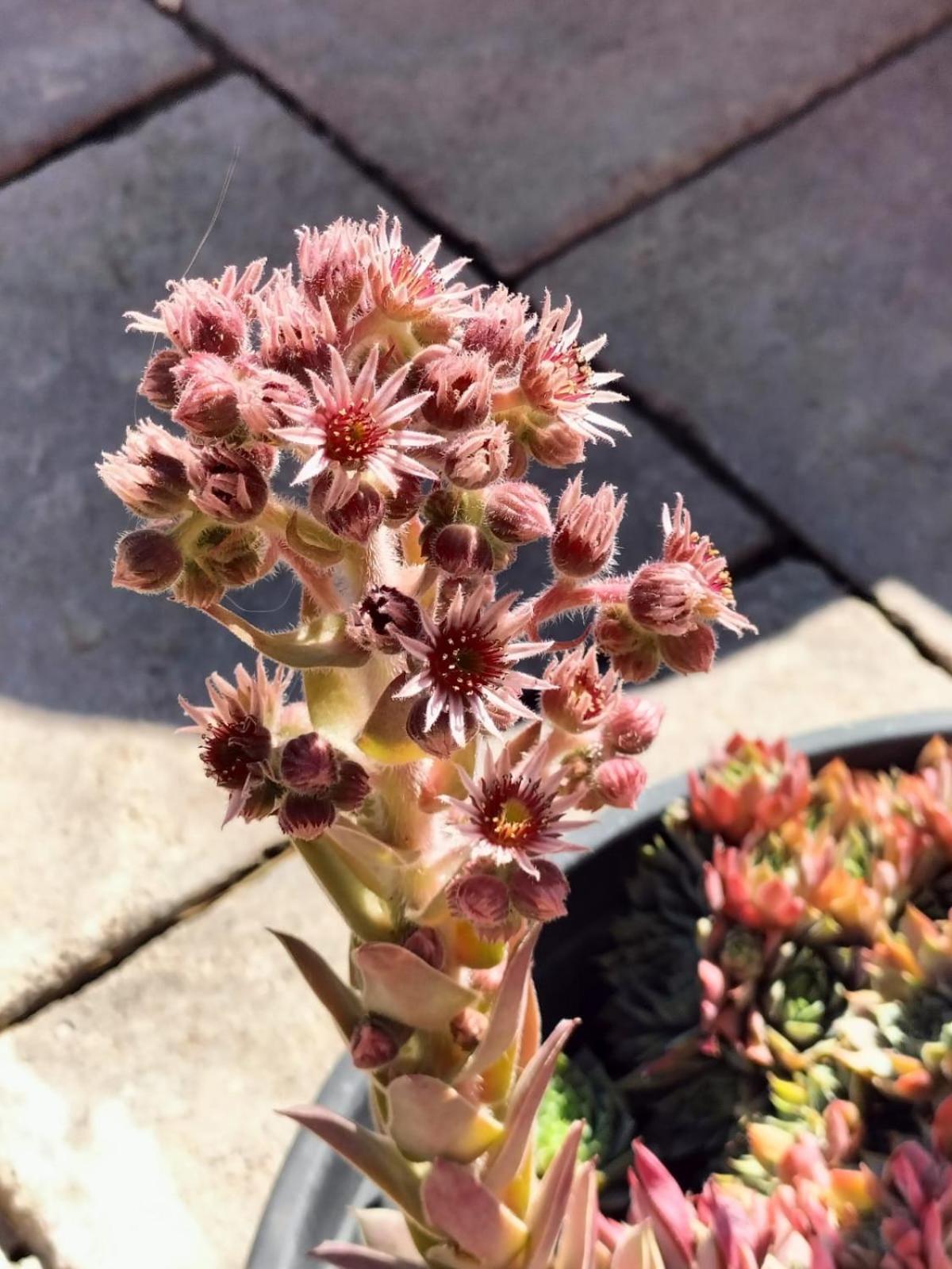 I Girasoli Санцено Экстерьер фото