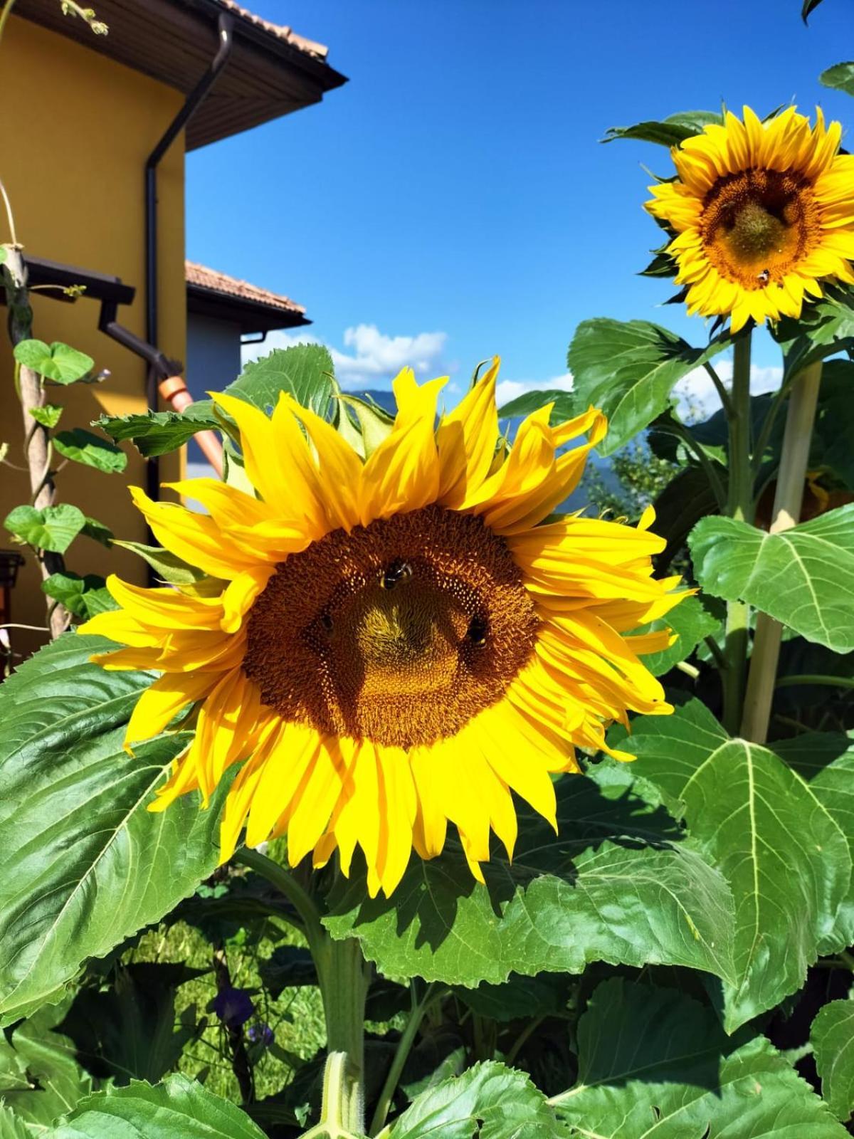 I Girasoli Санцено Экстерьер фото